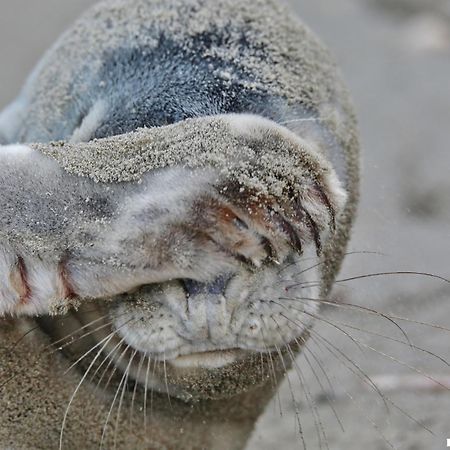 Ferienhaus Geniessen Am Meer Mit Wellnesszugang Egmond aan Zee Exteriör bild